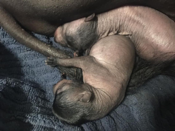 Xoloitzcuintle